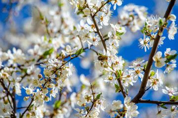 Cherry blossom branch in the garden in spring
