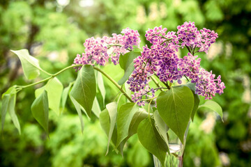 Vase with blooming lilac on a green natural background
