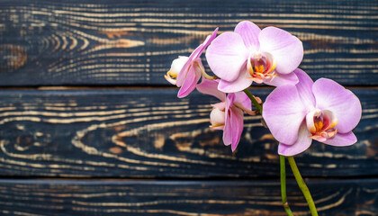 A branch of purple orchids on a brown wooden background
