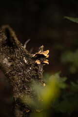 Mushroom