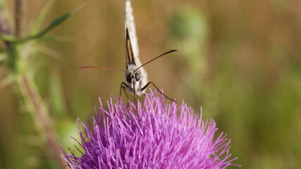 Distel mit Schmetterling