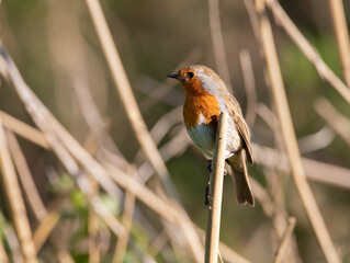 Robin Perched on a Reed Stem on a Spring Afternoon