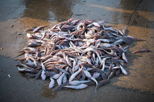 Collection of lizardfish on the ground for sale in the market.