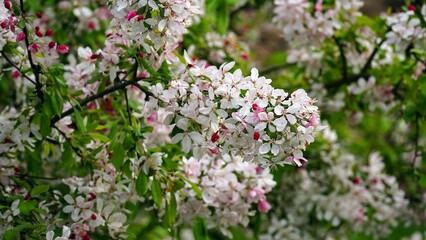 Apple blossom spring background, selective focus