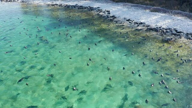 Seal nerpa swim in Baikal lake. Aerial drone view over huge flock of pusa sibirica underwater and rest on lake shore on Ushkany Islands.