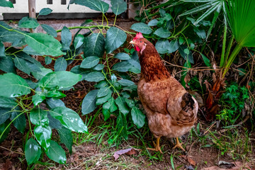 Ginger hen among green bushes close-up, outdoors. Agricultural background with copy space