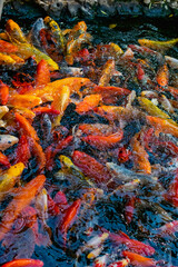 Very beautiful pond with goldfish. Koi carp - colorful decorative fish for decorating artificial reservoirs. Rich colors, individuals of different sizes among water, vegetation and rocks