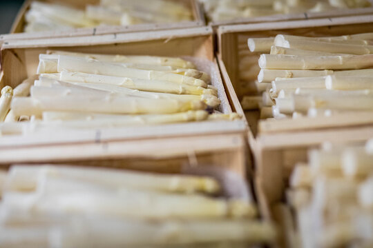 Asperges blanches dans un magasin de producteur 