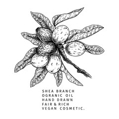 Hand drawn shea plant branch and nuts. Engraved vector illustration. Medical, cosmetic plant. Moisturizing butter,essential oil. Cosmetic, medicine, treating, aromatherapy package design skincare.