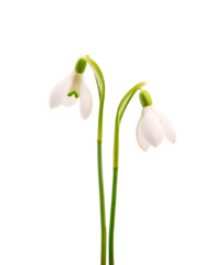 Snowdrop flowers isolated on white background. Beautiful spring flowers.