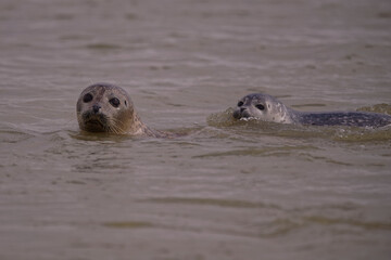 Fototapeta premium Phoques