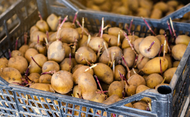 Germinating seed potatoes with roots in boxes. Traditional agriculture. Farming. Food stocks, harvest. Preparation of potatoes for sowing in the ground. Agro-industrial complex. Selective focus