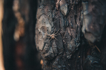 Spider