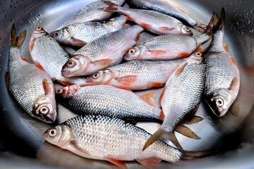 Spring roach fishing on the pond, catch.