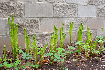 Young ferns have sprung up in the garden along the fence. Green swirling leaves