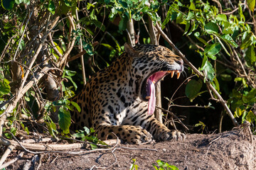 Brazil, Mato Grosso, Jaguar roaring in bushes