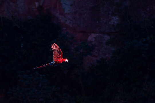 Brazil, Mato Grosso Do Sul, Jardim, Scarlet macaw in flight