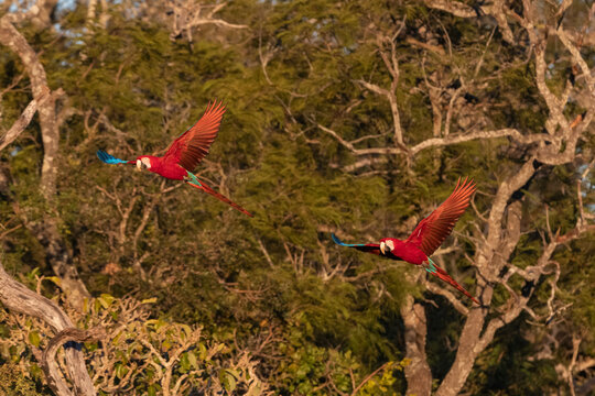 Brazil, Mato Grosso Do Sul, Jardim, Scarlet macaws in flight