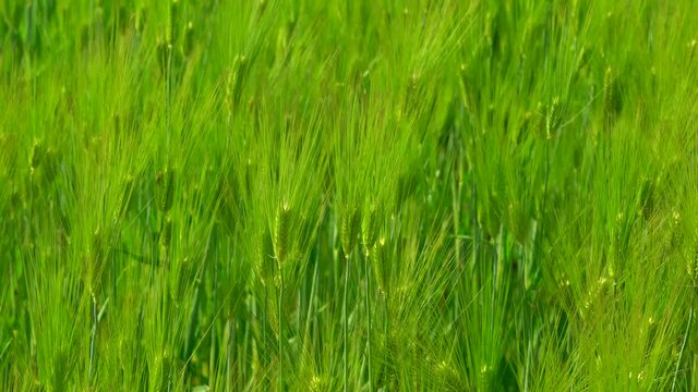 a field of barley swaying in the wind