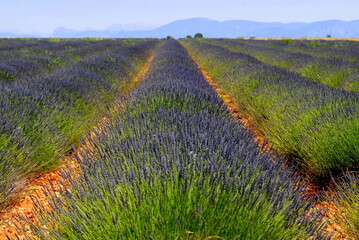 Provence Frankreich Lavendelfeld