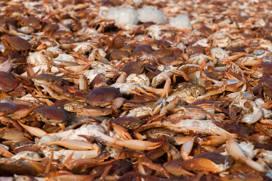 Collection Of Large Quantity Red Seacrabs For Export With Shallow Depth Of Field.