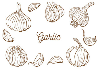 Linear set of garlic. Line art. White background, isolate. Vector illustration.	