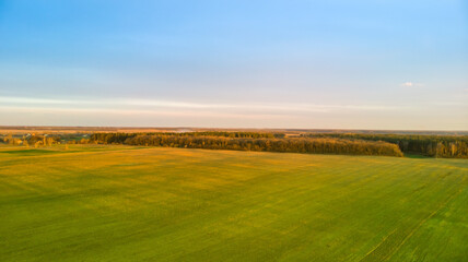 Green plowed agricultural field at sunset early spring.