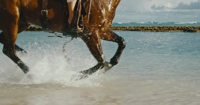 Powerful and majestic horse galloping and splashing through the water, horseback riding on the beach, cinematic slow motion
