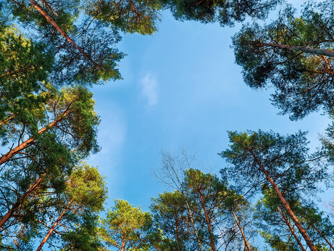 Bottom view of crown of tall pines. Coniferous trees in the forest against the blue sky. Wide shooting angle.