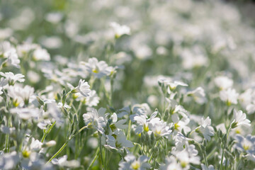 Field of White Flowers