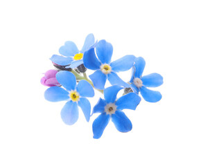 Naklejka na ściany i meble Beautiful blue Forget-me-not flowers isolated on white