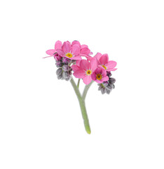 Beautiful pink Forget-me-not flowers isolated on white