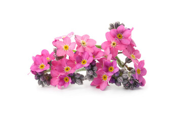 Beautiful pink Forget-me-not flowers isolated on white