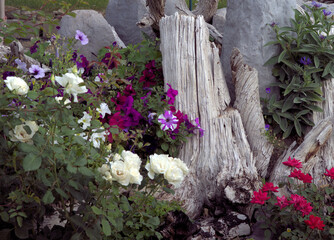Flowers in a garden with old wood stump and large rocks.