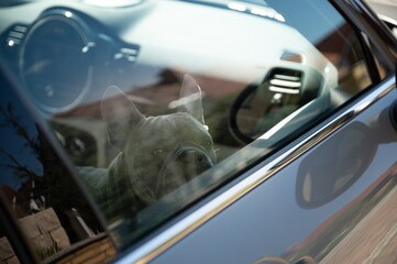 Sad looking dog trapped in hot car in parking lot - don‘t leave animals alone in hot cars