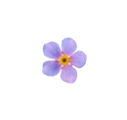 Beautiful violet Forget-me-not flower isolated on white