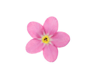 Naklejka na ściany i meble Beautiful pink Forget-me-not flower isolated on white