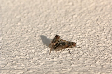 Mating Flies on Wall - Macro