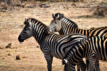 Fototapeta na wymiar Zebra putting its head on another zebra's back