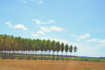 Green Trees in a Row in the Summer .Nature Background 