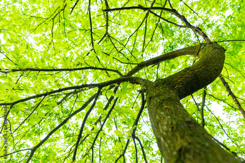 Wall mural (selective focus) stunning view of some green tree crowns. beautiful forest with some oak trees with