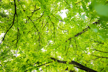 (Selective focus) Stunning view of some green tree crowns. Beautiful forest with some oak trees with branches and leaves forming a natural background.