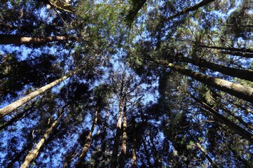 Taiwan - Alishan Forest