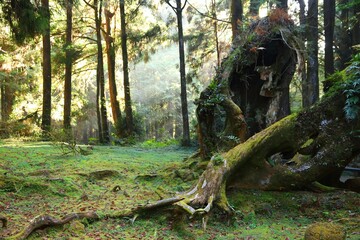 Alishan mountains forest in Taiwan