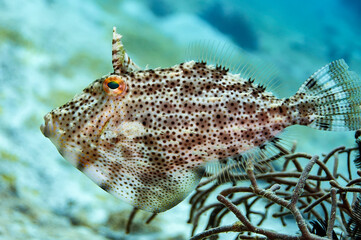 Bristle-tail Filefish is brownish in color with darker spots and peas of brown, yellow, blue color all over the body.
