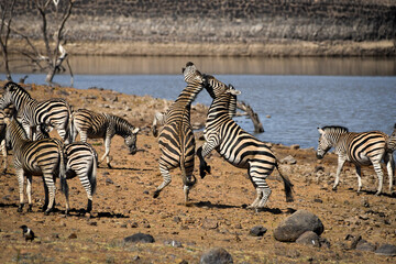Fototapeta na wymiar Zebra fighting next to lake.
