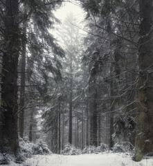 mystical winter forest after snowfall