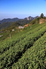 Fototapeta na wymiar Tea plantation in Alishan mountains, Taiwan