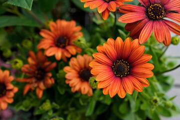 Beautiful rusty orange colored daisy flowers.