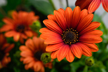 Beautiful rusty orange colored daisy flowers.